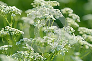 Anise flower field. Food and drinks ingredient. Fresh medicinal plant. Seasonal background.