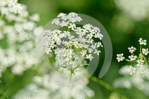 Anise flower field. Food and drinks ingredient. Fresh medicinal plant. Seasonal background.