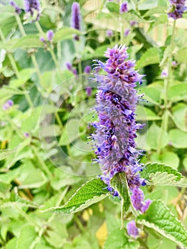 Anise Hyssop  select focus on single flower.