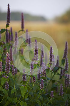 Anise hyssop