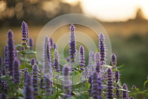 Anise hyssop