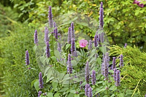 Anise hyssop