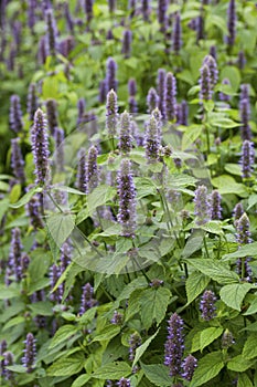 Anise hyssop photo