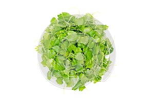 Anise microgreens, circle from above, shoots of Pimpinella anisum