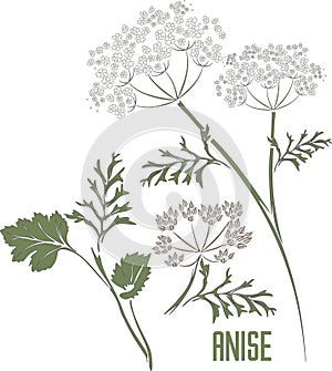 Anise officinalis in color vector illustration