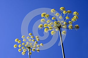 Anise, Pimpinella anisum