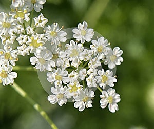 Anise, Pimpinella anisum