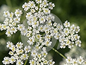 Anise, Pimpinella anisum, beautiful, white plant