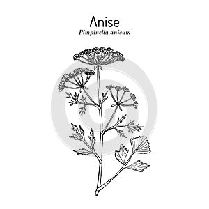 Anise Pimpinella anisum , edible and medicinal plant