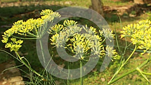 Anise plant flowers [pimpinella anisum].