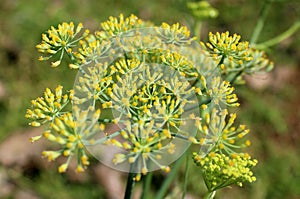 Anise plant flowers [pimpinella anisum].
