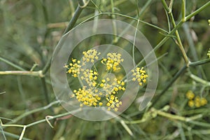 Anise plant yellow flowers close up