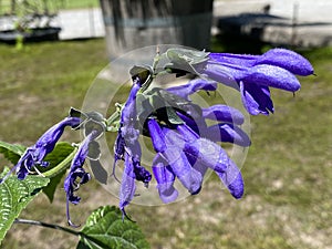 Anise-scented sage / Salvia guaranitica / Hummingbird sage, Guarani-Salbei, Salvia Azul, Sauge arbustive - Botanical Garden Zurich