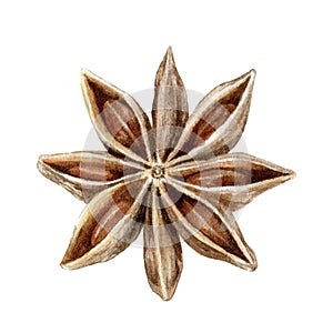 Anise star spice watercolor isolated on white background