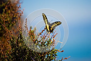 Anise Swallowtail