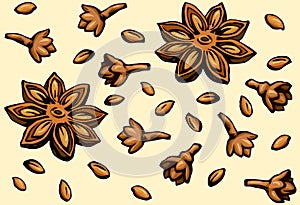 Anise. Vector drawing