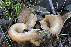 The Aniseed Cockleshell Lentinellus cochleatus is an edible mushroom