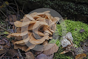 The Aniseed Cockleshell Lentinellus cochleatus is an edible mushroom