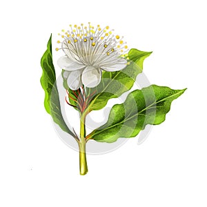Aniseed myrtle green herb digital art illustration. Aromatic cooking condiment, allspice flower and green leaves
