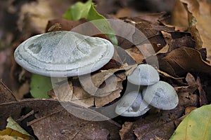 The Aniseed Toadstool Clitocybe odora is an edible mushroom