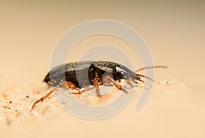 Anisodactylus binotatus photo
