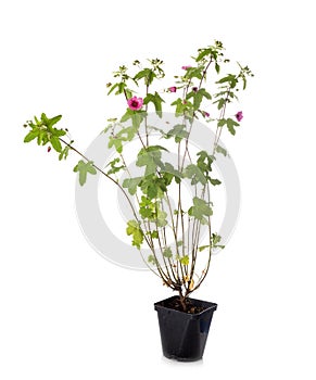 Anisodontea El Rayo in studio