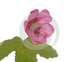 Anisodontea El Rayo in studio