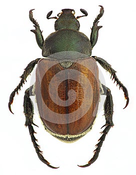 Anisoplia agricola, a pest of grains, isolated on white photo