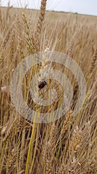 Anisoplia austriaca on a spike of winter wheat