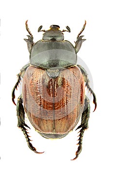 Anisoplia lata