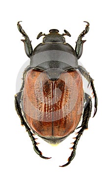 Anisoplia lata