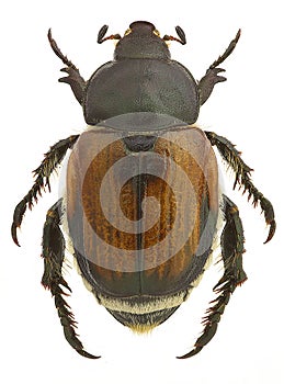 Anisoplia lata, a pest of grains photo