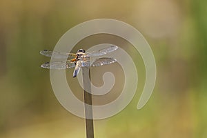 Anisoptera - dragonfly