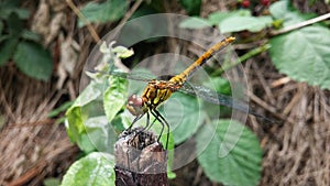 Anisoptera (Dragonfly)