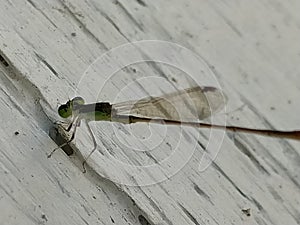 Anisoptera dragonfly or little dragonfly.