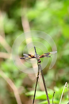 Anisoptera dragonfly sitting on a blade of grass