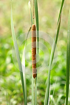 Anisoptera dragonfly sitting on a blade of grass