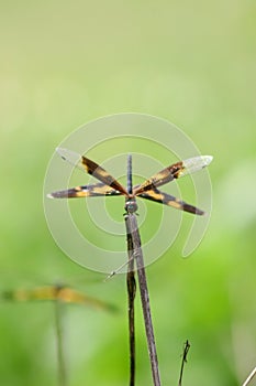 Anisoptera dragonfly sitting on a blade of grass