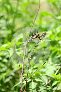 Anisoptera dragonfly sitting on a blade of grass