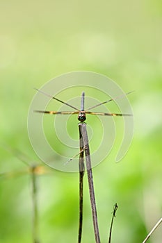 Anisoptera dragonfly sitting on a blade of grass