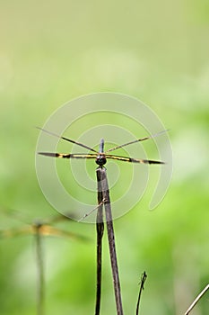 Anisoptera dragonfly sitting on a blade of grass