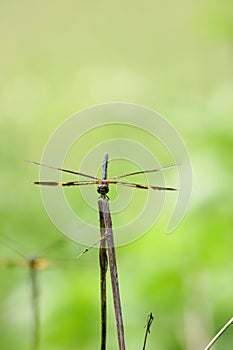 Anisoptera dragonfly sitting on a blade of grass