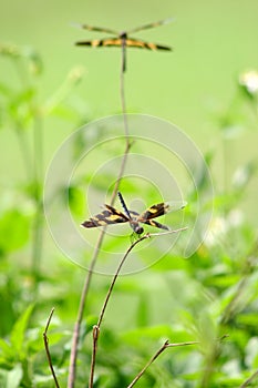 Anisoptera dragonfly sitting on a blade of grass