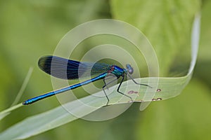 (Anisoptera), predatory insect characterized by an elongated body