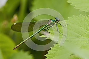 (Anisoptera), predatory insect characterized by an elongated body