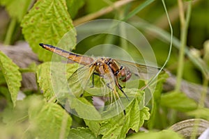 (Anisoptera), predatory insect characterized by an elongated body