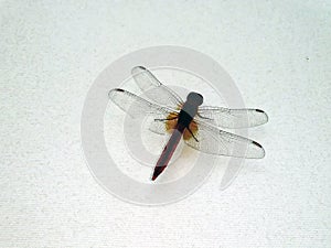 Anisoptera on a white wall
