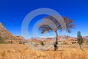 Anja reserve tree