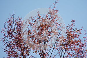 Anjan Hardwickia binata Tree with Magenta Red Freshly Grown Leaves