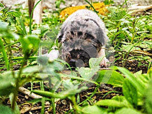 Anjing kecil yang berusaha berjalan photo